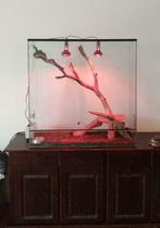 Duurzaam Terrarium voor slangen, met optie: terrarium slotje, Ophalen, Nieuw, Terrarium of Paludarium
