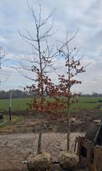 Rode beuken! 10-12 cm Fagus sylvatica atropurpurea, Bloeit niet, Ophalen of Verzenden, 100 tot 250 cm, Zuilboom