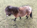 Merrie Pony' tekoop €800,-, Merrie