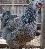 GEZOCHT Brahma Hennen., Dieren en Toebehoren, Pluimvee, Vrouwelijk, Kip