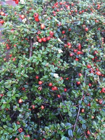 Dwergmispel - Cotoneaster Dammeri beschikbaar voor biedingen