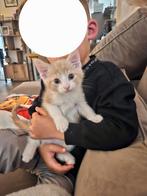 Kitten (katertje), Dieren en Toebehoren, Kater, Ontwormd
