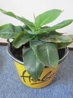 Bananenplant, Tuin en Terras, Planten | Tuinplanten, Ophalen, Zomer, Overige soorten, Volle zon