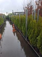 Coniferen Thuja smaragd 4.95 stuk 100a130 hoog potgekweekt, Ophalen, 100 tot 250 cm