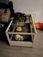 Gratis ophalen, Dieren en Toebehoren, Knaagdieren en Konijnen | Hokken en Kooien, Ophalen, Kooi, 60 tot 90 cm, Cavia