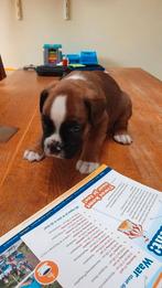 Te koop mooie boxer pup reutje, Overige rassen, CDV (hondenziekte), 8 tot 15 weken, Meerdere dieren