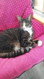 goed huis met veel vrijheid gezocht voor onze Orion, Dieren en Toebehoren, Katten en Kittens | Overige Katten, Kater, Kortharig