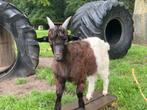 Wallische geiten bok lammetje, Dieren en Toebehoren, Schapen, Geiten en Varkens, Mannelijk, Geit, 0 tot 2 jaar