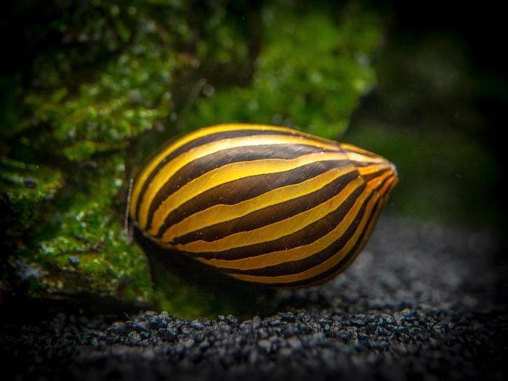 Neritina's en Clithon's de algenetende slakken, Dieren en Toebehoren, Vissen | Aquariumvissen, Slak of Weekdier