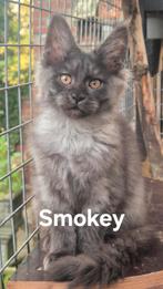 Maine Coon kittens met stamboom - ouders getest, Meerdere dieren, Gechipt