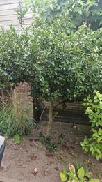 Groene hulst, Tuin en Terras, Planten | Bomen, Ophalen, Halfschaduw, Overige soorten, 100 tot 250 cm