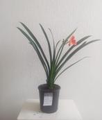 Kamerplant: Clivia (nummer 4 van 4), Huis en Inrichting, Overige soorten, Minder dan 100 cm, Bloeiende kamerplant, Ophalen