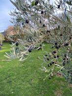 Oude olijfboom met prachtige geleefde stam NR: BL16, Overige soorten, 100 tot 250 cm, Zomer, Ophalen