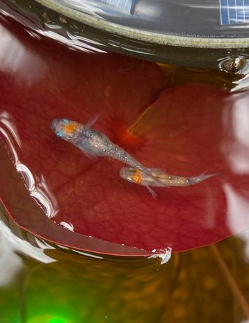 Medaka rijstvissen tricolor (koi-kleuren) beschikbaar voor biedingen