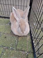 Vlaamse reus, Dieren en Toebehoren, Konijnen, Mannelijk, Groot