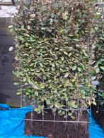 Olijfwilg Kant en Klaar Heg - Direct Privacy, Tuin en Terras, Herfst, Overige soorten, 100 tot 250 cm, Ophalen