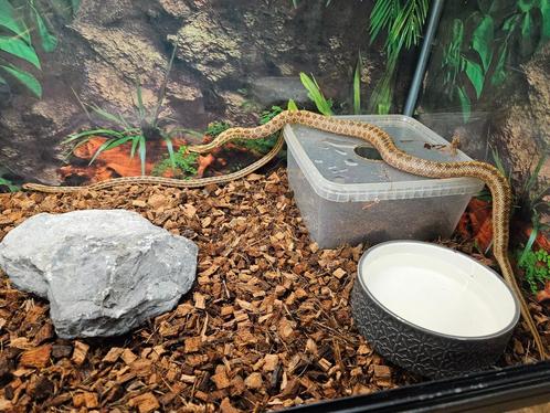 Elaphe Bimaculata Luipaardslang, Dieren en Toebehoren, Reptielen en Amfibieën, Slang, 0 tot 2 jaar
