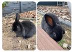 Molly zoekt een gouden plekje!, Dieren en Toebehoren, Konijnen, Mannelijk, Hangoor, 0 tot 2 jaar