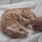 MJM Dogs Foundation: Punchi is in Nederland, Kater, Kortharig, 0 tot 2 jaar