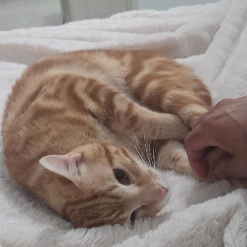 MJM Dogs Foundation: Punchi is in Nederland, Dieren en Toebehoren, Katten en Kittens | Overige Katten, Kortharig, Kater, 0 tot 2 jaar