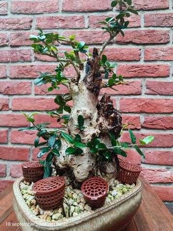 Wilde Olijf Olea Sylvestris Bonsai beschikbaar voor biedingen