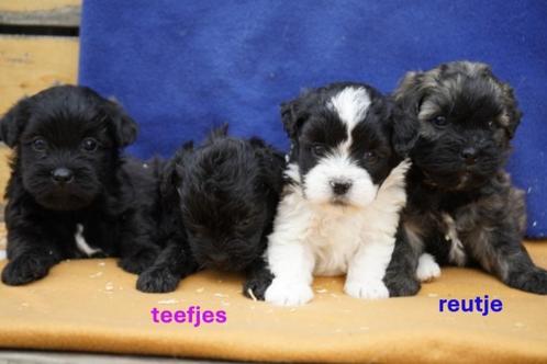 Kleine boomer pups, kr. maltipoo - shih tzu., Dieren en Toebehoren, Honden | Chihuahua's en Gezelschapshonden, Meerdere dieren