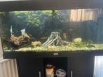 200 liter compleet aquarium, Dieren en Toebehoren, Vissen | Aquaria en Toebehoren, Ophalen of Verzenden, Gebruikt, Gevuld zoetwateraquarium