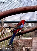 Pennant Rosella man, Dieren en Toebehoren, Mannelijk, Parkiet