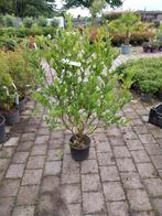 Magnolia struiken diverse soorten, Tuin en Terras, Ophalen, Overige soorten