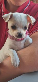 Chihuahua teefje, Dieren en Toebehoren, Rabiës (hondsdolheid), 8 tot 15 weken, Teef, Eén hond