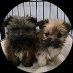 Lieve Boomer x Pekinees pups, Dieren en Toebehoren, Honden | Chihuahua's en Gezelschapshonden, Parvo, 8 tot 15 weken, Meerdere