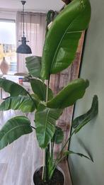 Groene plant, Ophalen, 200 cm of meer, Overige soorten, Halfschaduw