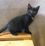 Mooi zwart poesje te koop!!, Dieren en Toebehoren, Katten en Kittens | Overige Katten, Poes, Kortharig, 0 tot 2 jaar
