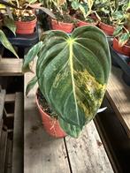 Zeldzame Philodendron Melanochrysum Variegata - Pot 14, Huis en Inrichting, Ophalen of Verzenden, Halfschaduw, Minder dan 100 cm