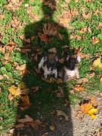 Wij zoeken een nieuw gezin voor onze Franse boldoks, Dieren en Toebehoren, Honden | Poolhonden, Keeshonden en Oertypen, België