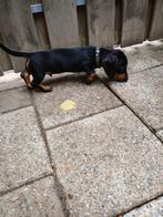 Super lief korthaar dwerg teckel reutje x kaninchen vader., Dieren en Toebehoren, Honden | Teckels en Dashonden, Reu, CDV (hondenziekte)