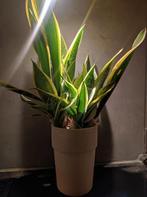 Vrouwentong Dracaena trifasciata, Ophalen, Halfschaduw, Minder dan 100 cm