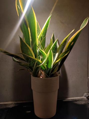 Vrouwentong Dracaena trifasciata beschikbaar voor biedingen