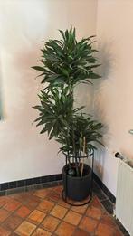 190cm planten, Ophalen, Zo goed als nieuw