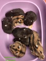 GRATIS 8baby Russische Hamsters Bevestig te Belgie, Dieren en Toebehoren, Knaagdieren, Hamster, Meerdere dieren, Tam, Oktober