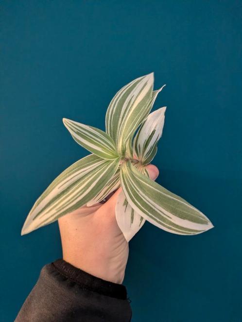 Diverse tradescantia stekjes, Huis en Inrichting, Kamerplanten, Overige soorten, Minder dan 100 cm, Ophalen of Verzenden
