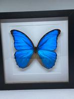 vlinder Morpho Didius, Verzamelen, Dierenverzamelingen, Ophalen of Verzenden, Nieuw, Insect, Opgezet dier