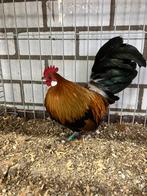 Super mooi Hollandse kriel fokhaantje, Dieren en Toebehoren, Pluimvee, Mannelijk, Kip