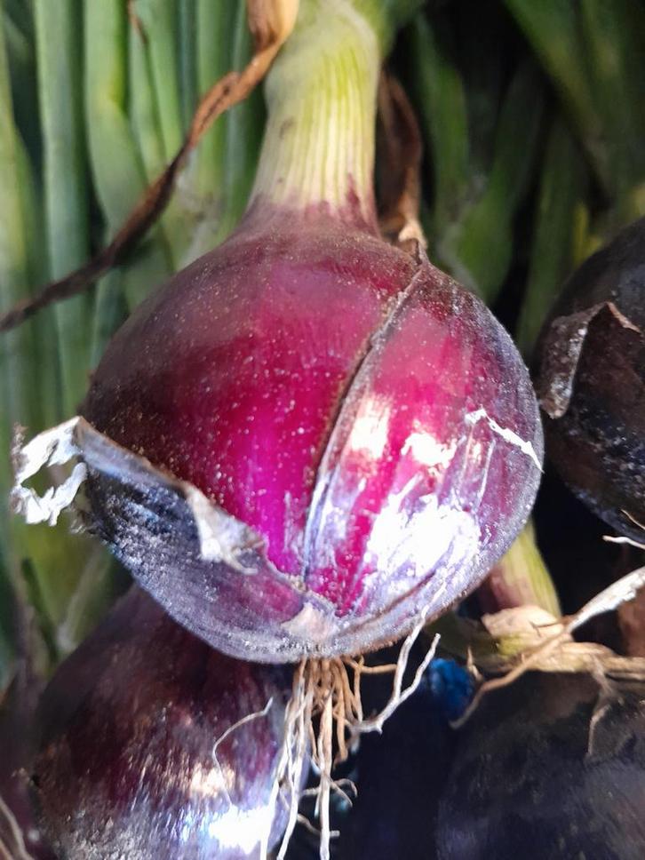 Aardappelen - uien! Handelsprijzen, Zakelijke goederen, Agrarisch | Aardappelen, Groenten, Fruit en Vlees, Ophalen of Verzenden