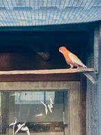 Lutino oranje penant man gesext, Dieren en Toebehoren, Vogels | Parkieten en Papegaaien, Mannelijk, Parkiet