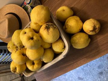 Kweeperen kweepeer zelf jam maken beschikbaar voor biedingen