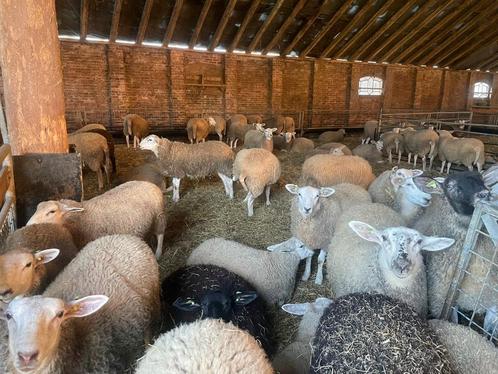 80 tot 100 jonge fokooien van maart, Dieren en Toebehoren, Schapen, Geiten en Varkens, Geit, Vrouwelijk