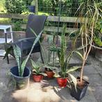 Kamerplanten, Huis en Inrichting, Kamerplanten, Ophalen, Overige soorten, In pot, Minder dan 100 cm