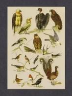 Vogels Roofvogels Gieren Zwaluw Kraai Fazant Koolmees Merel., Ophalen of Verzenden, 1980 tot heden, Ongelopen, Vogel