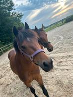 12 jarige klassieke new Forest pony te koop., Dieren en Toebehoren, Met stamboom, Ruin, Niet van toepassing, C pony (1.27m tot 1.37m)